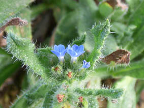 Anchusa arvensis